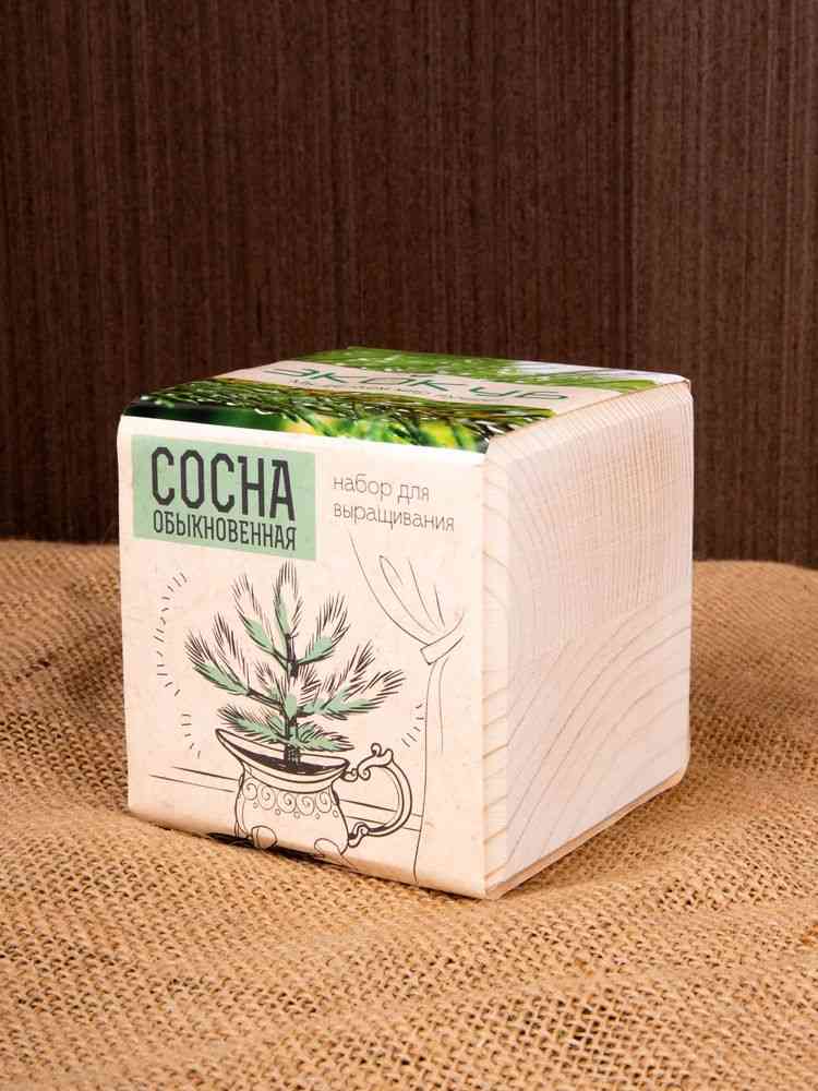 Набор для выращивания «Экокуб», сосна - 4