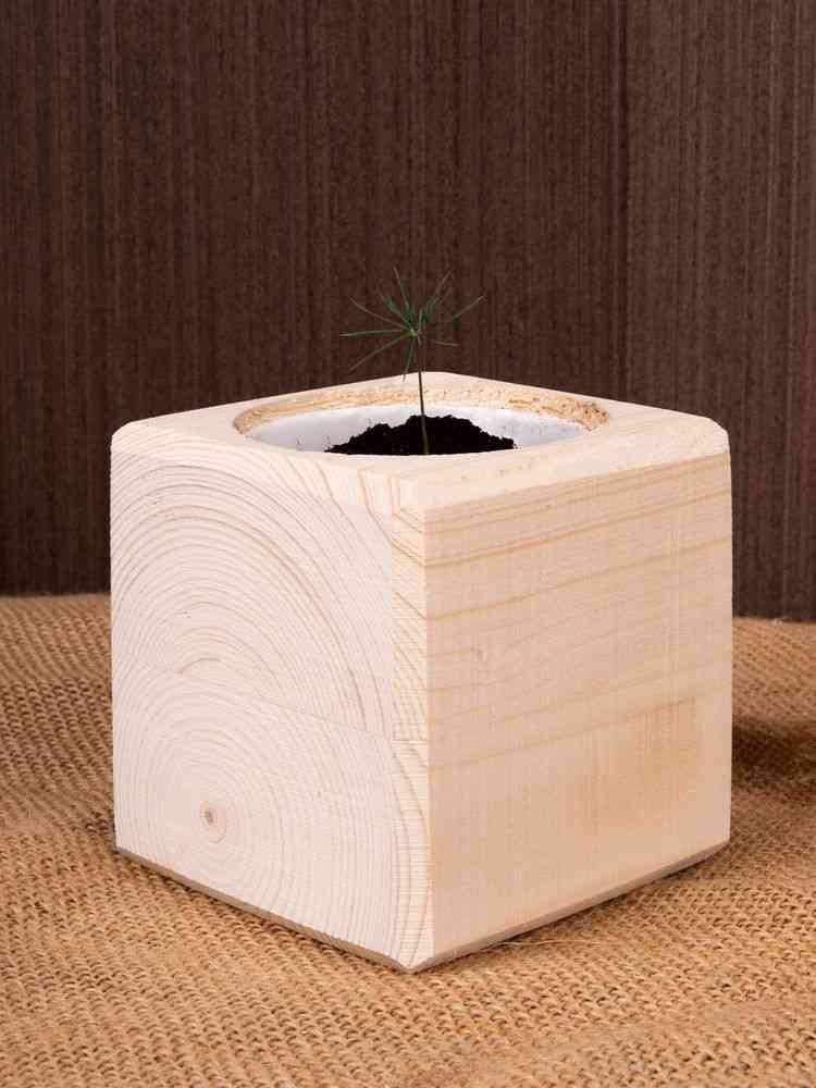 Набор для выращивания «Экокуб», сосна - 8