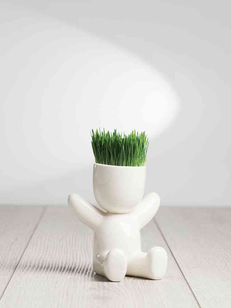 Набор для выращивания Funky Kid - 6