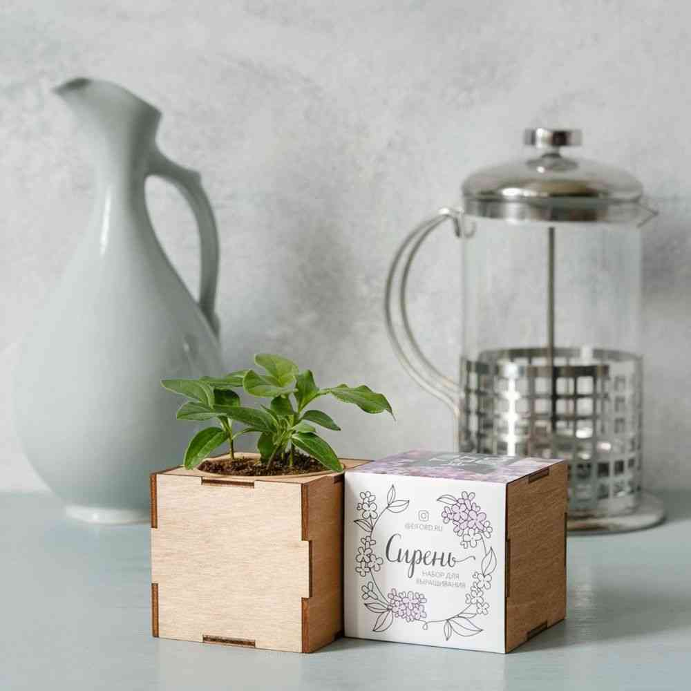 Набор для выращивания «Экокуб Lite», сирень - 2