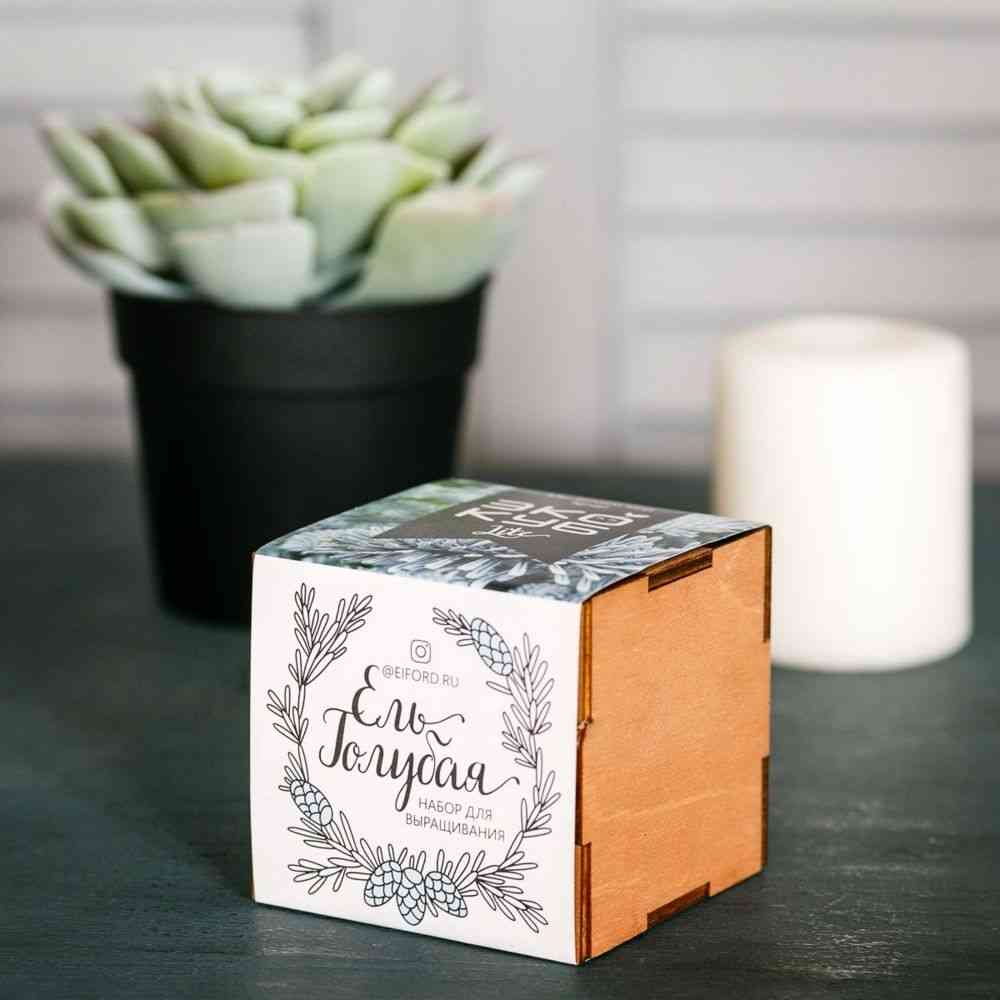 Набор для выращивания «Экокуб Lite», ель голубая - 3