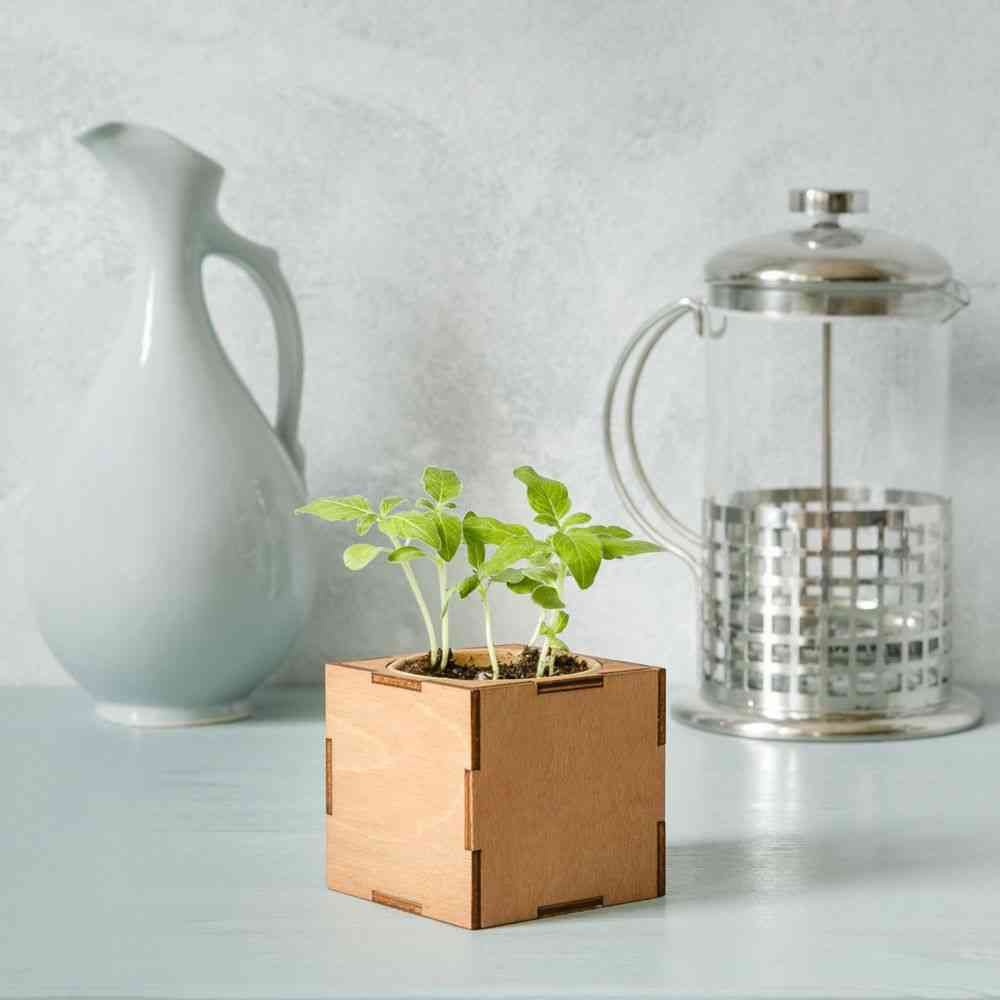 Набор для выращивания «Экокуб Lite», ель голубая - 4