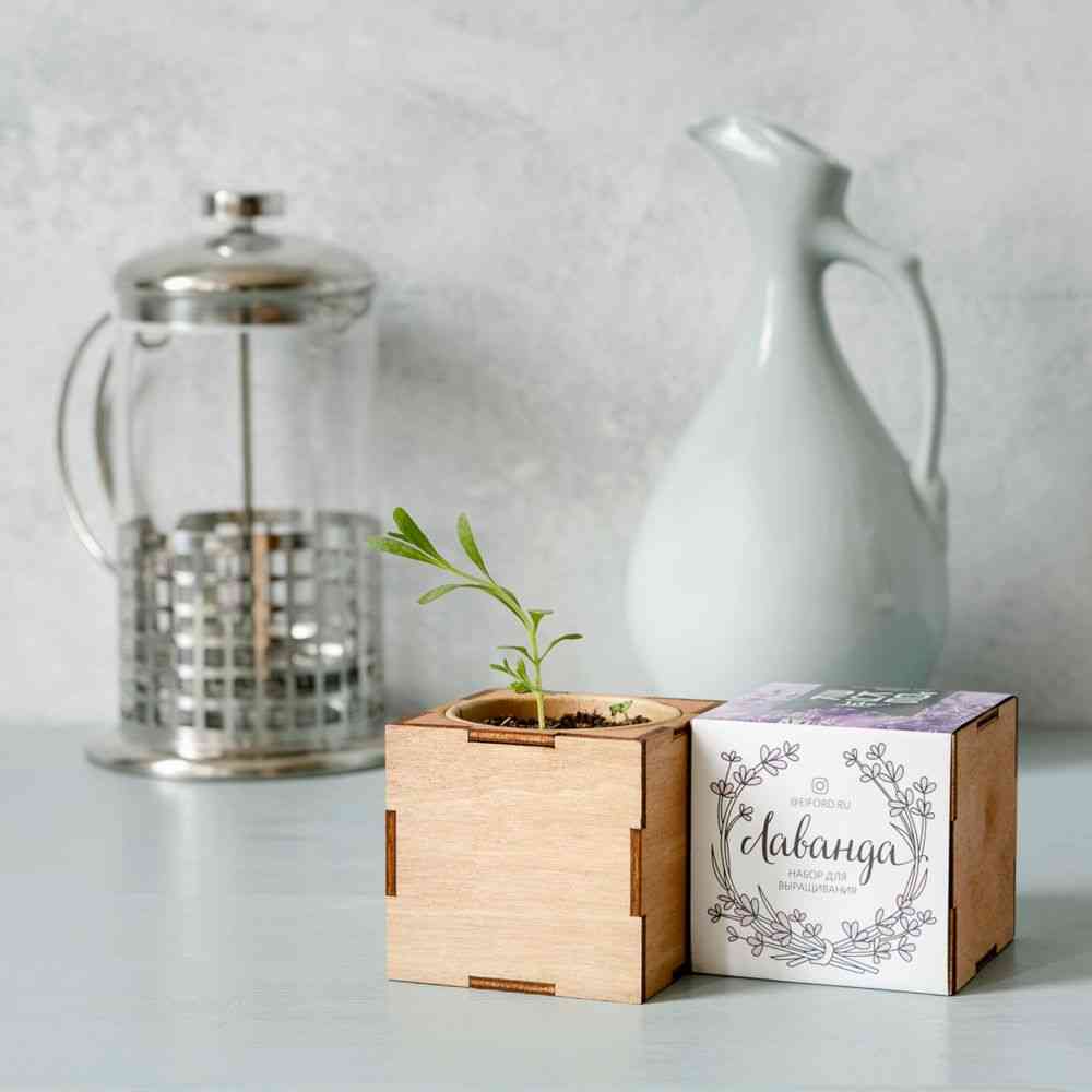 Набор для выращивания «Экокуб Lite», лаванда - 2