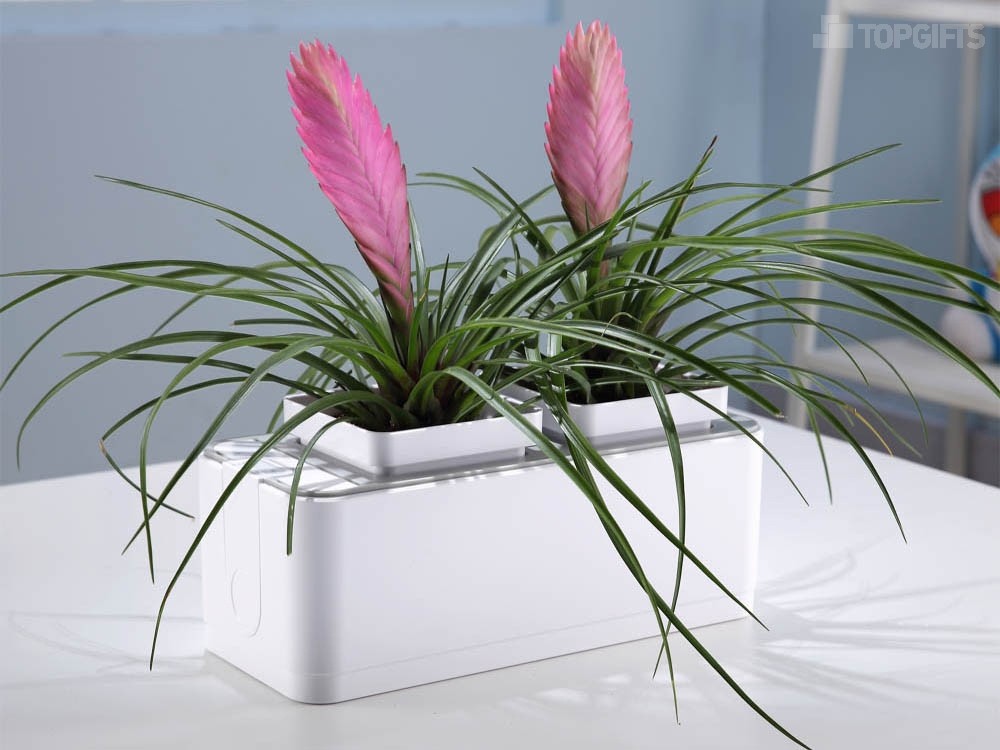 Компактный смарт-сад iGarden - 6