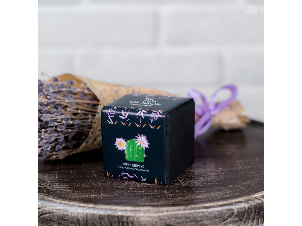 Набор для выращивания Small village cube Эхиноцереус - 3