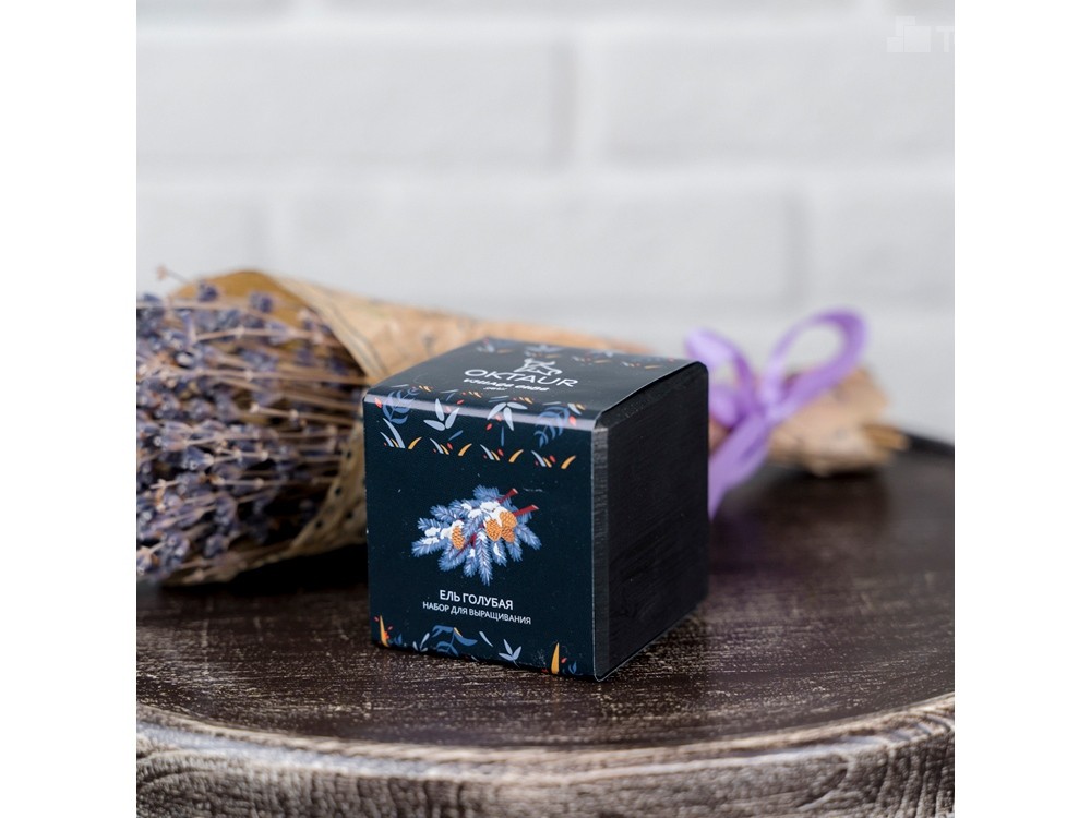 Набор для выращивания Small village cube Ель Голубая - 3