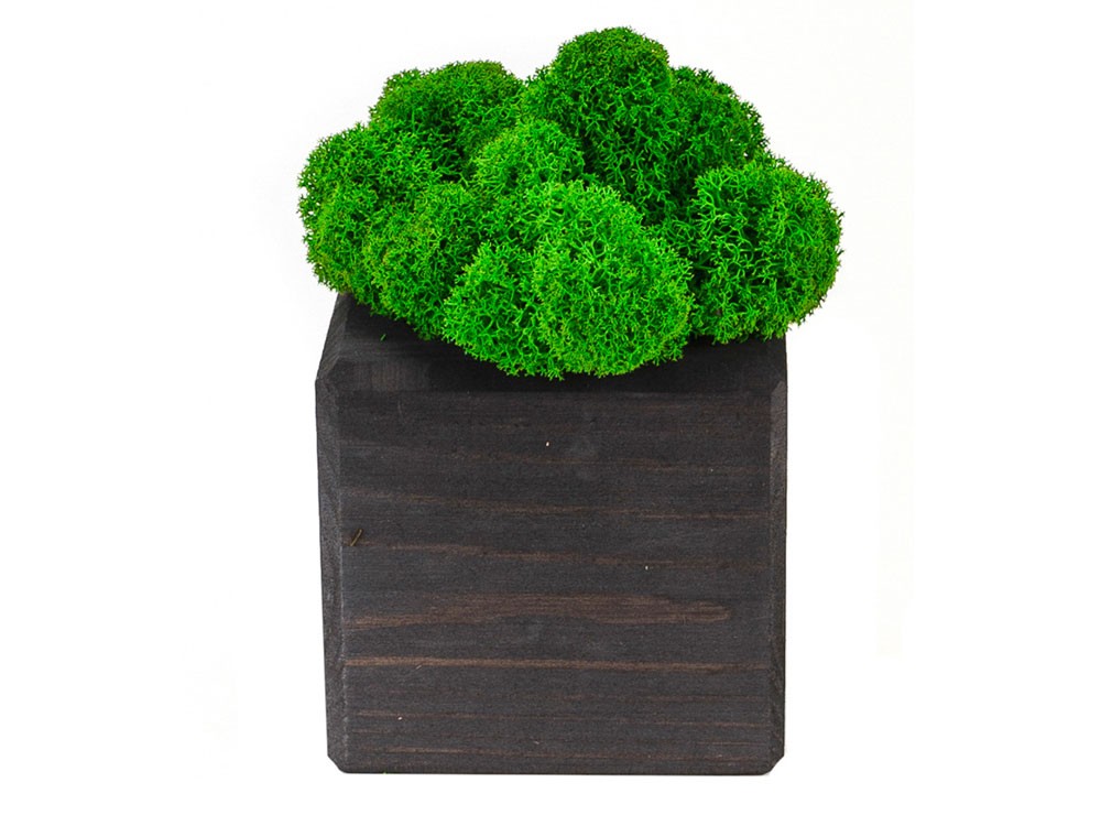 Композиция Мох в интерьере - 2