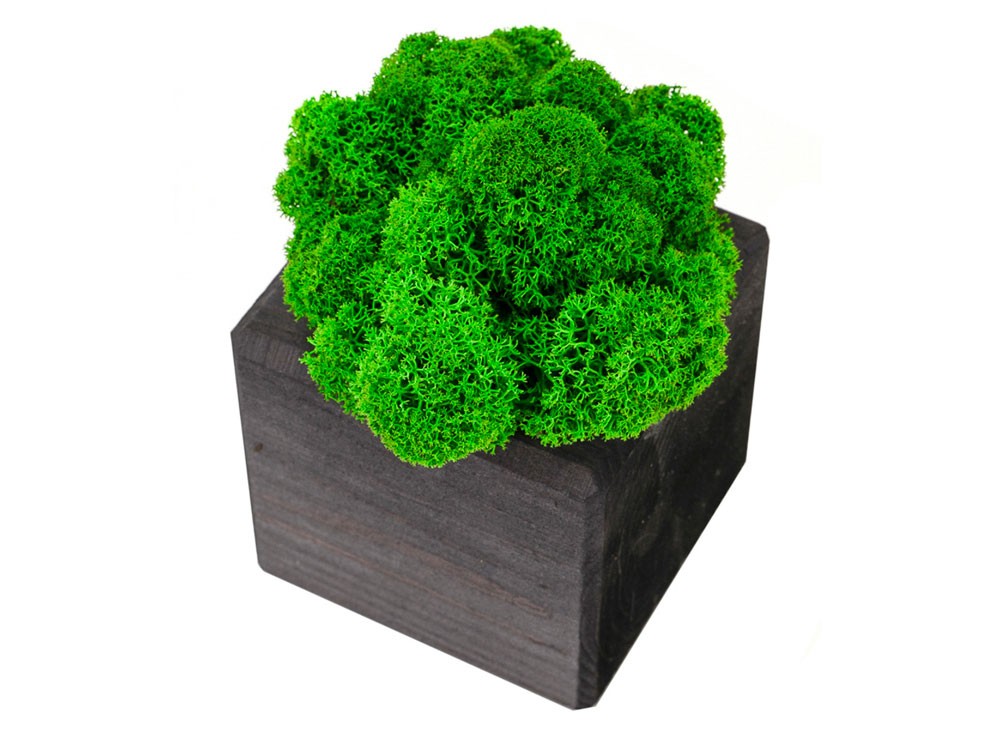 Композиция Мох в интерьере - 3