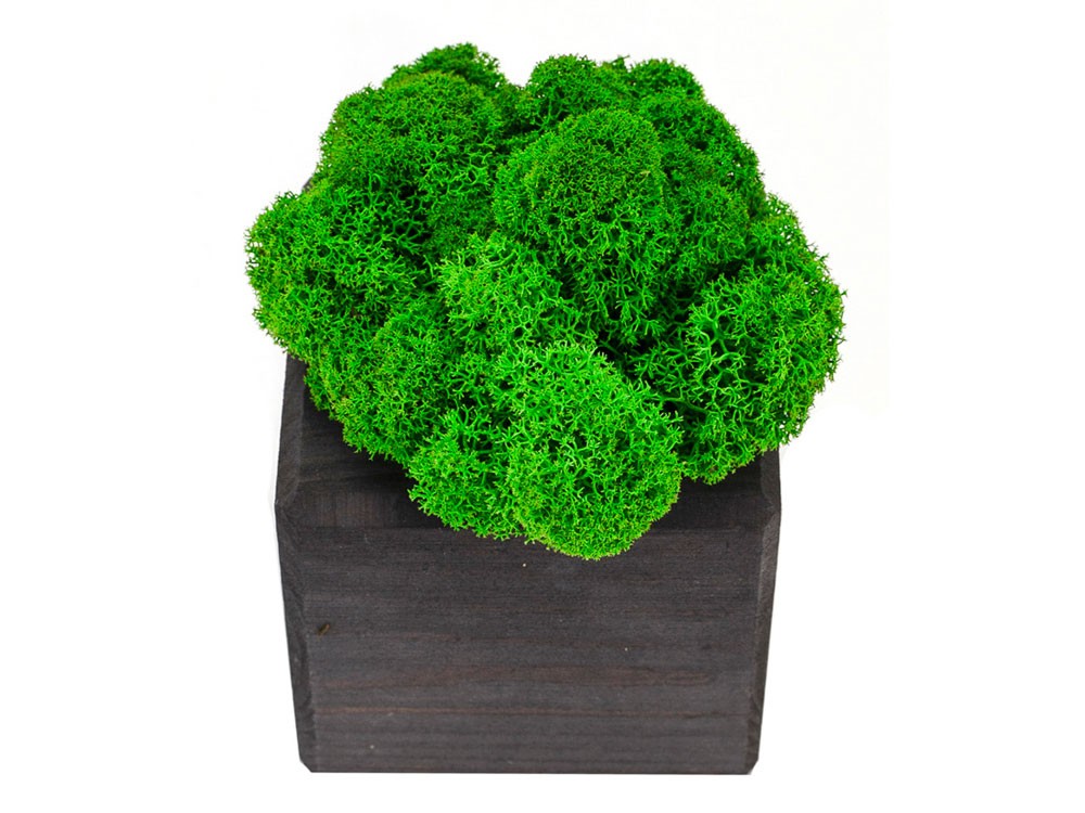 Композиция Мох в интерьере - 4