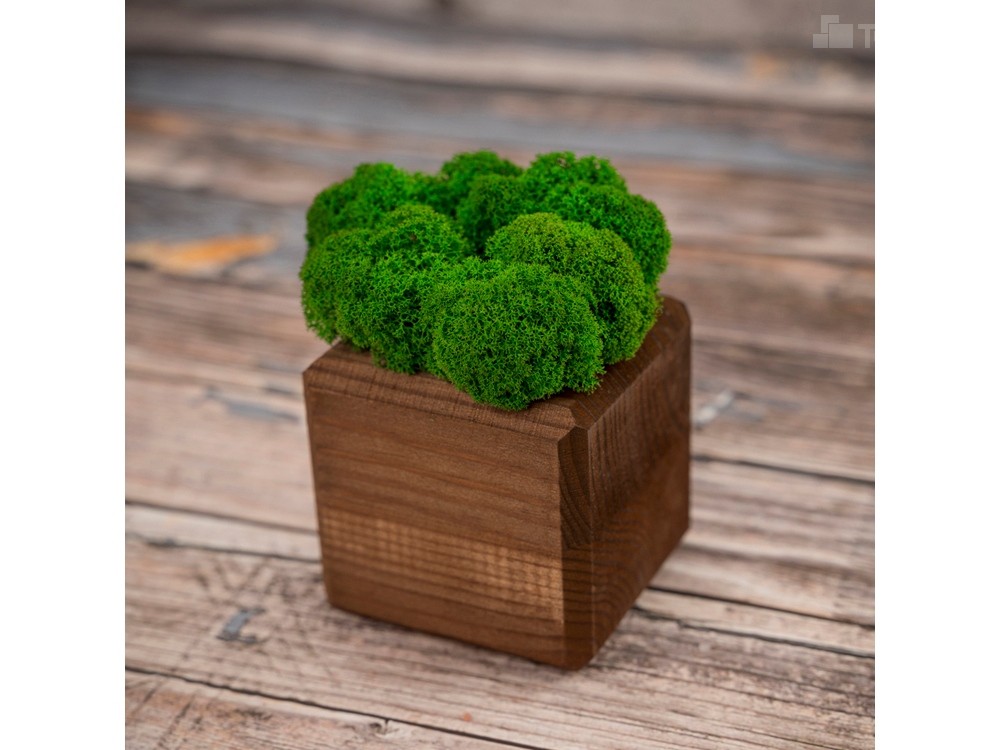 Композиция Мох в интерьере - 3