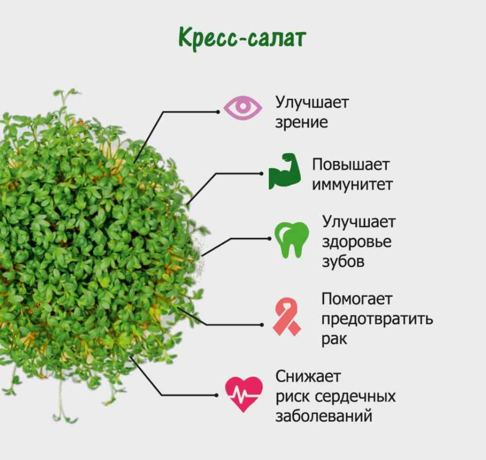 Набор для выращивания микрозелени.  КРЕСС-САЛАТ №1