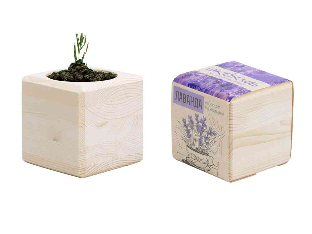Набор для выращивания Лаванда - 5