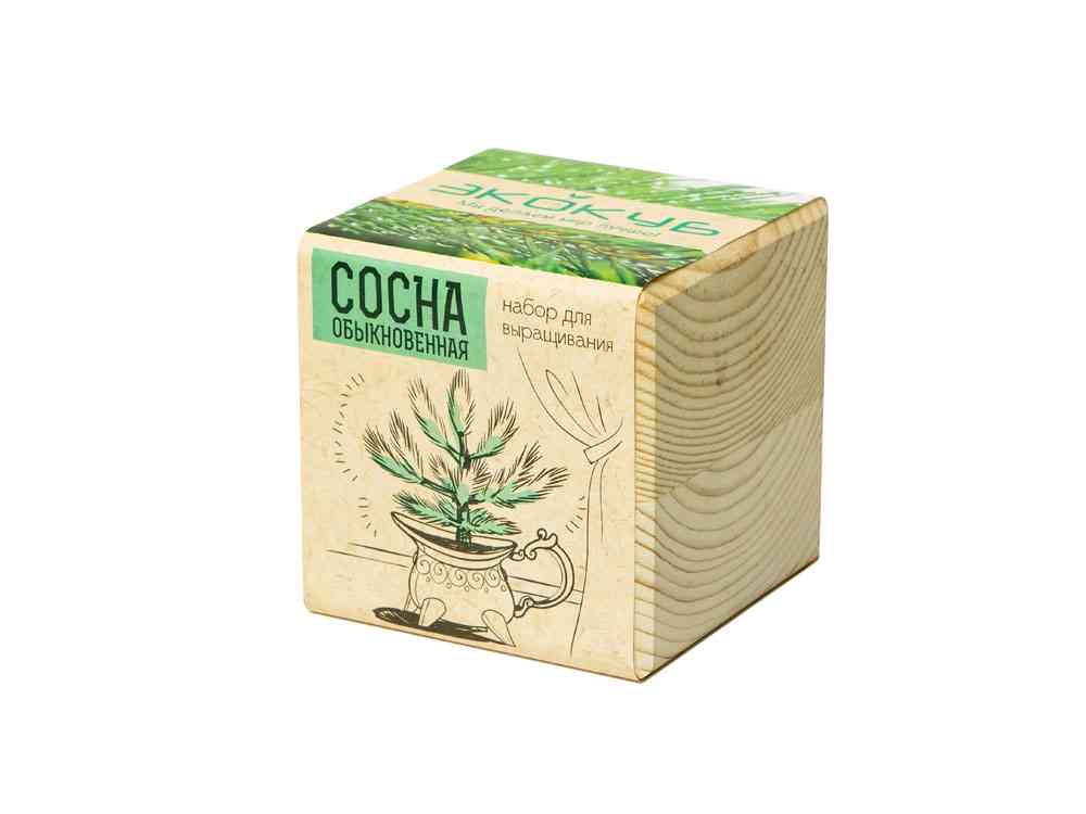 Набор для выращивания Сосна обыкновенная - 2