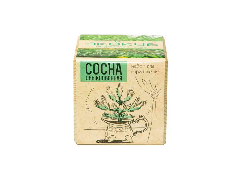 Набор для выращивания Сосна обыкновенная - 3
