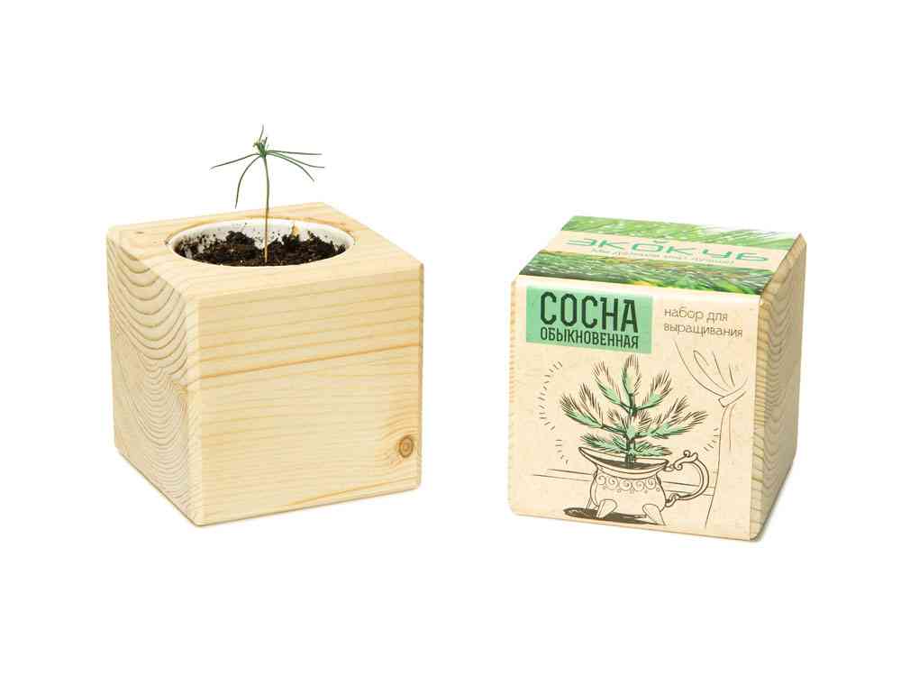 Набор для выращивания Сосна обыкновенная - 4