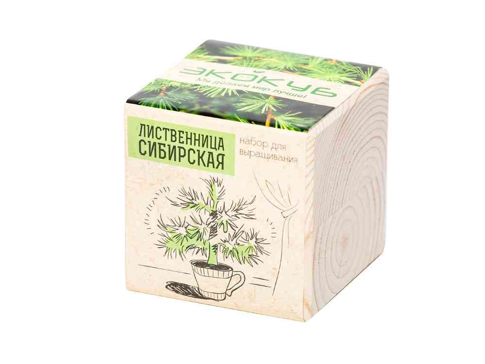 Набор для выращивания Лиственница Сибирская - 2
