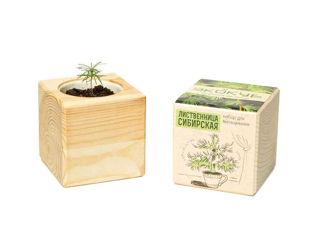 Набор для выращивания Лиственница Сибирская - 5